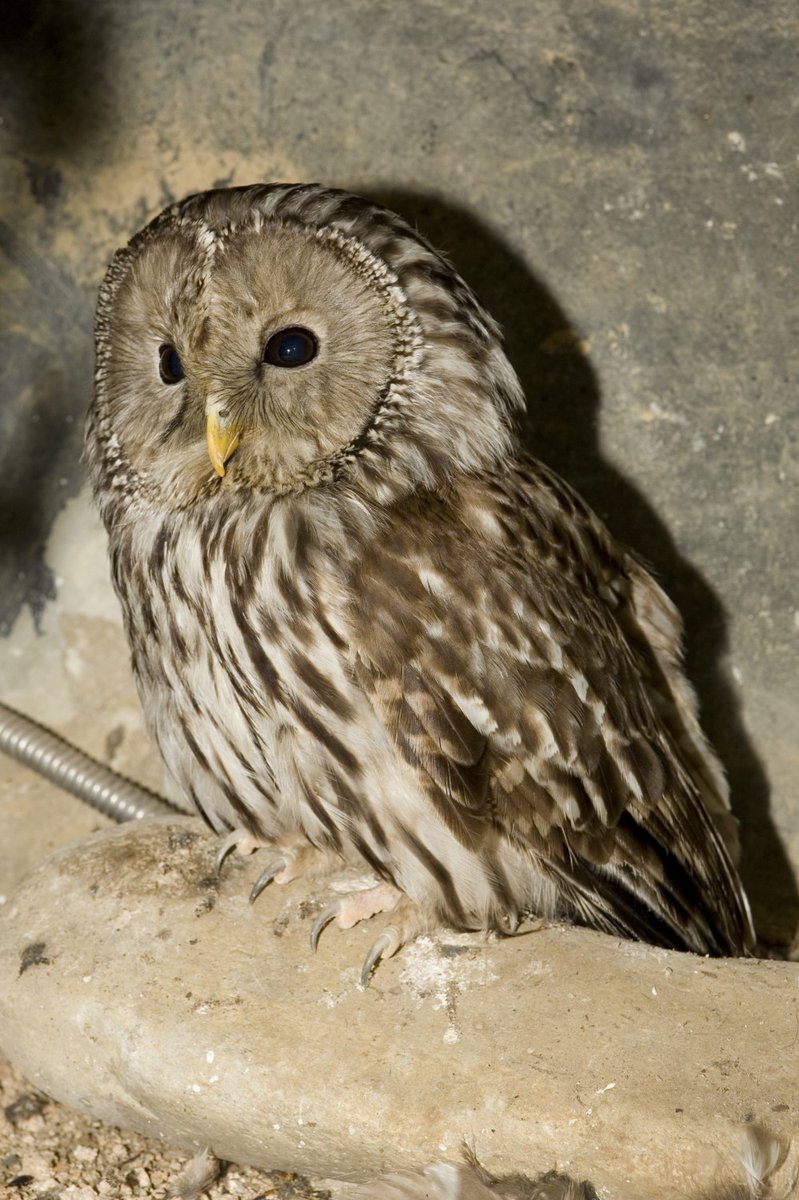 예니초 웅녀 올빼미 닮았어요
