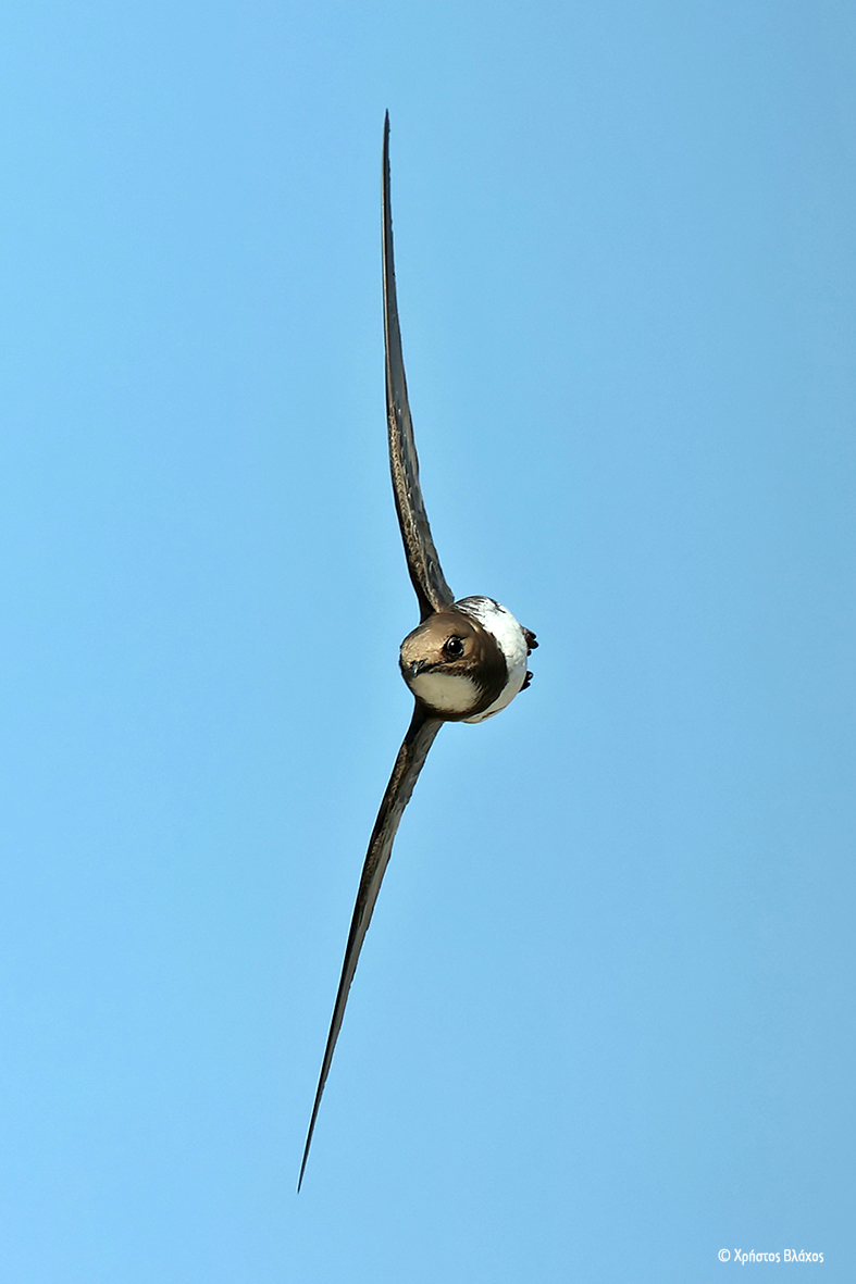ornithologiki's tweet photo. Οι κυρίαρχοι των αιθέρων, οι #Σταχτάρες, ετοιμάζονται ήδη για το δύσκολο μεταναστευτικό ταξίδι προς την #Αφρική. Τέτοια εποχή, θα τις δούμε να κυνηγούν μικρά έντομα ενώ πετούν ξυστά από σπίτια και κτίρια!
Θα είναι πάλι κοντά μας την ερχόμενη άνοιξη 😊.
#BirdMigrationOnTheMove https://t.co/YEvSxZINdX