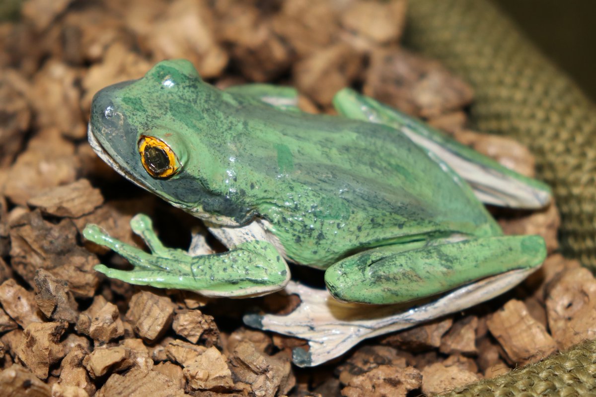 hunterian's tweet photo. 🐸If you're looking for some animal-themed, family-friendly fun, don’t forget that our #Hunterian Zoology Museum in the @UofGlasgow's Graham Kerr building is open today from 10am–4pm as part of @Glasgowdodf! Entry is free, so jump along and see us. https://t.co/TCvtEBbevT