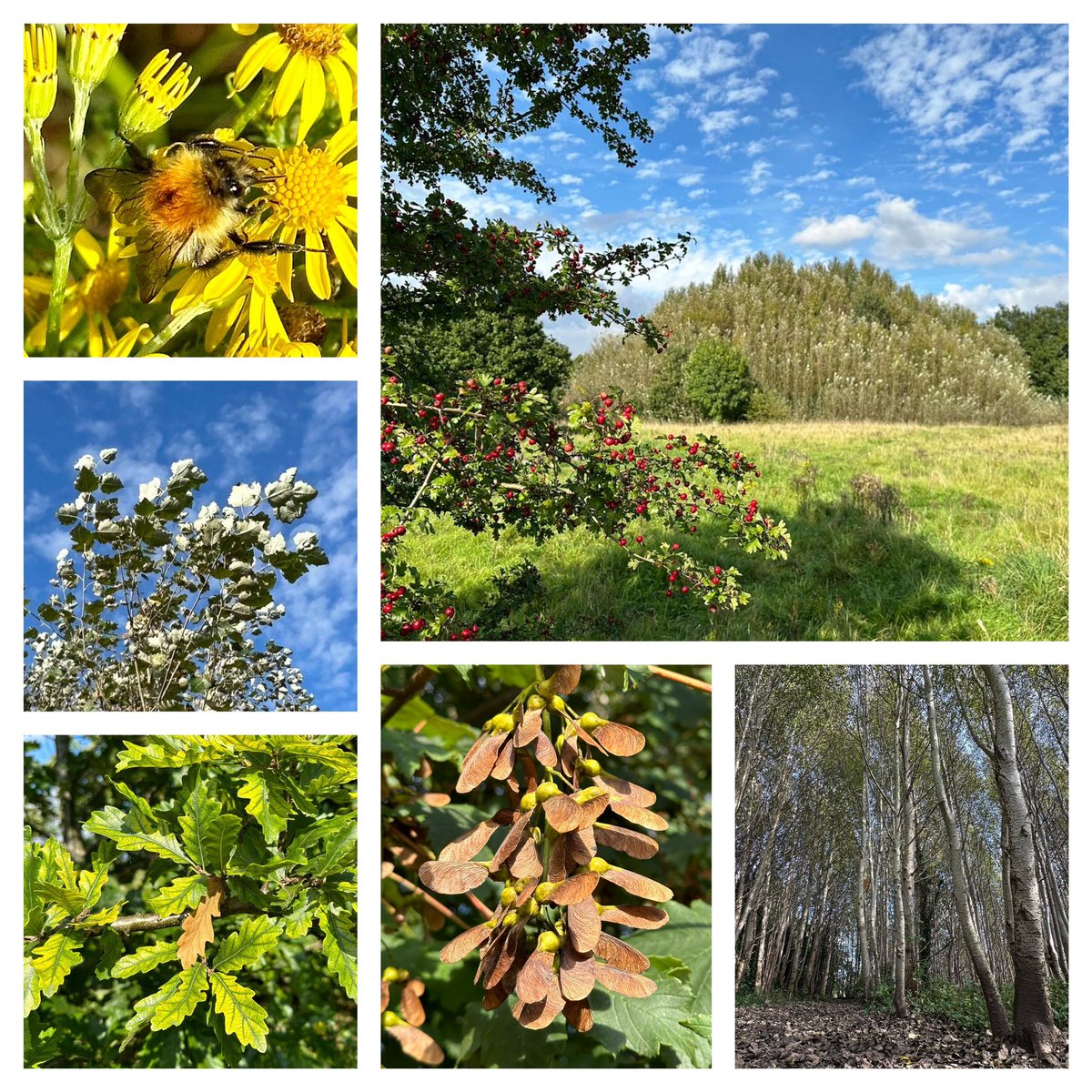 #SixOnSaturday #365dayswild #mindfulness #therapy #outdoors #dailydoseofnature #Health #mentalhealth #nature #therapistsconnect 
Photos from this week in <a href="/ryebankfields/">Save RyeBank Fields 🍃💚🍃</a> - 12 acres of beautiful wild land in #chorlton #Manchester under threat from developers.
#saveryebankfields 🐝