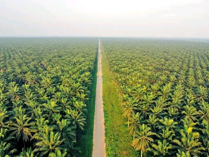 Ada Palm 🌴 Plantation in Imo State, Biafra land
#thisisbiafta
#visitbiafra
#InvestInBiafra
#GodBlessBiafra

📷 oyibo_ugbo