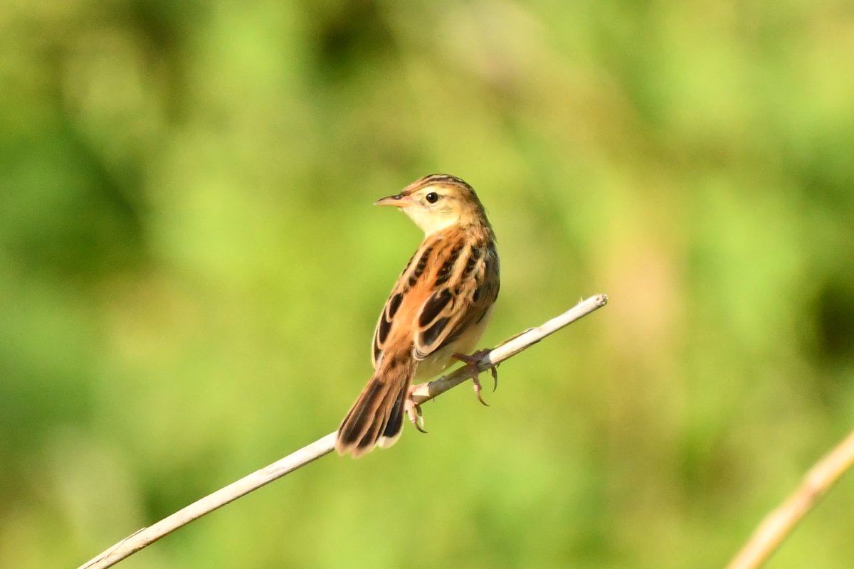 camerabegin's tweet photo. ニンゲンが気になります
#セッカ #野鳥 #野鳥観察 #birds #zitting #cisticola https://t.co/6o1x8RaQxQ