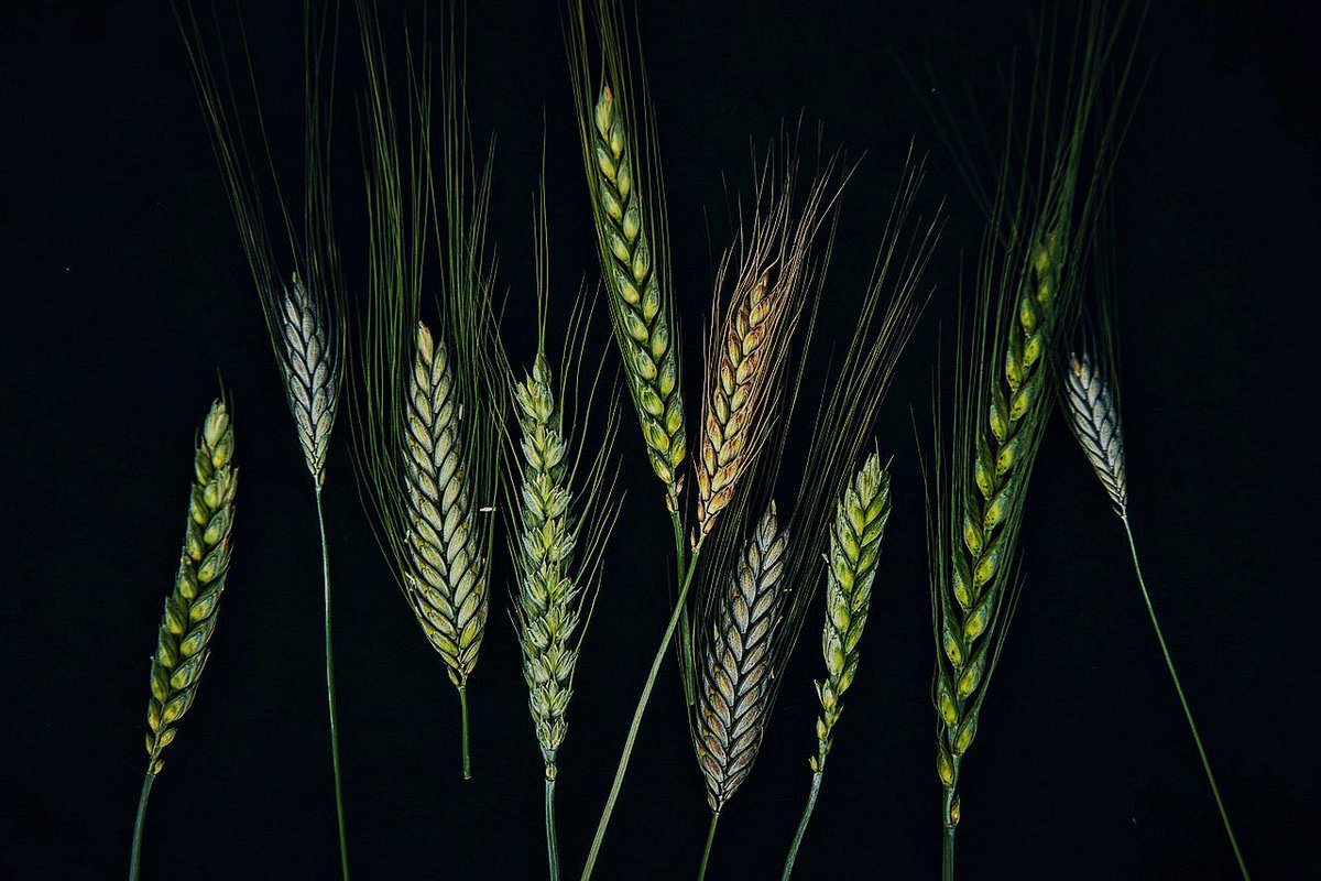 Kulturspannmål som du aldrig har sett det. Mina bästa recept. 
Portrait på några av Sveriges bästa odlare. 
Allt i en bok som går att förbeställa nu och dessutom kommer med en påse grötblandning med 5 olika kulturspannmål från mina favorit gårdar! 

mondialshop.se/products/signe…