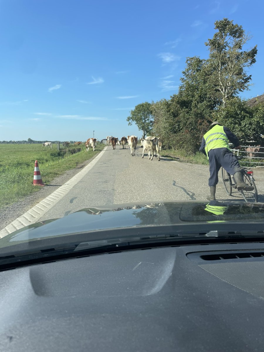 chris_slager's tweet photo. Voor passanten die geregeld gebruik maken van de Munnikeweg tussen Bedum en Sauwerd/Adorp een vertrouwd beeld. In een drukke agenda even een gedwongen stop om de dames te laten passeren #mooivak #Bedum #Sauwerd #Adorp @NVM_Groningen @nvmog @Mooigrunnen @provgroningen @HetHogeland https://t.co/Z5cw3Qss7s