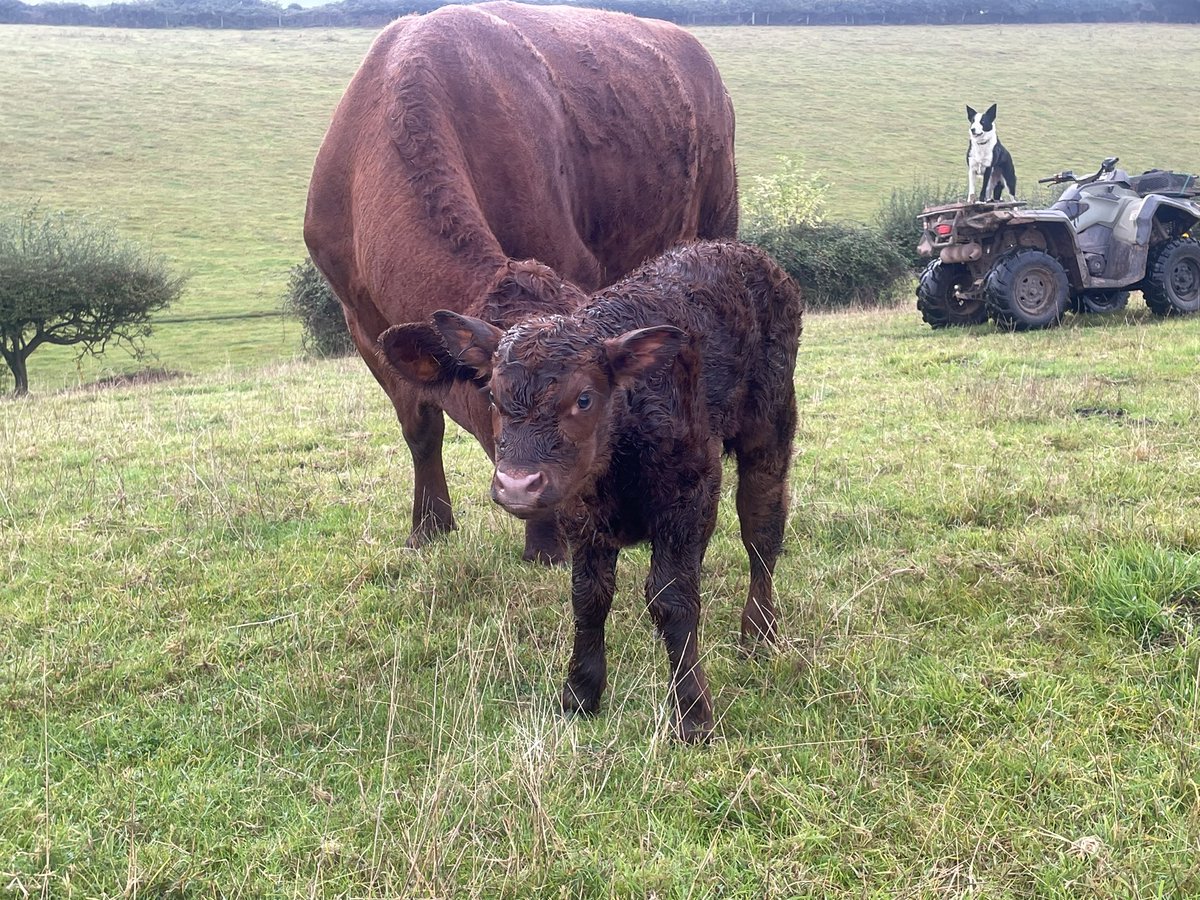ExeValleyLamb's tweet image. Morning world. Nice calf out of my favourite cow and I think she may have finally given me a heifer calf after 2 bull calfs. 🤞 #calving #devoncattle #rubyreds #devon #exeter #exminster #farming #beef