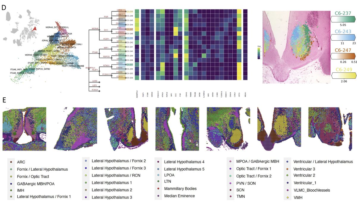 Our work creating a comprehensive 'Spatio-cellular' map of the human hypothalamus is out on <a href="/biorxivpreprint/">bioRxiv</a> biorxiv.org/content/10.110…