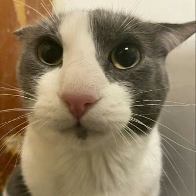 Miau :3 (Cat Posting) 🇵🇸 tweet media