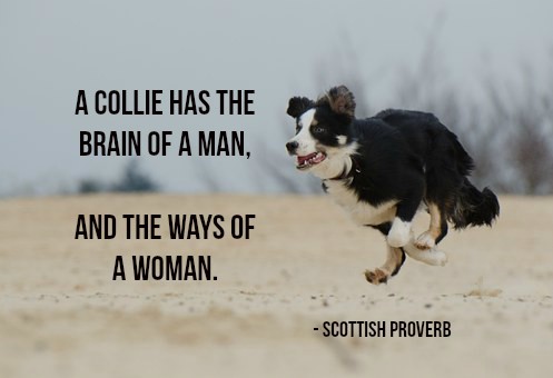 A collie has the brain of a man, and the ways of a woman.  -Scottish Proverb  
#puppy #doglove