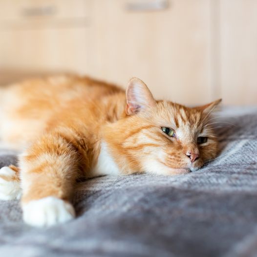 All cats are a little different...where one cat might love to roam outside, another may like a lot of snoozes on their owner’s lap... the key is understanding your moggy.
Read our five top tips on keeping your cat happy here: cats.org.uk/.../5-tips-for…...

#happycat
#TopFive
