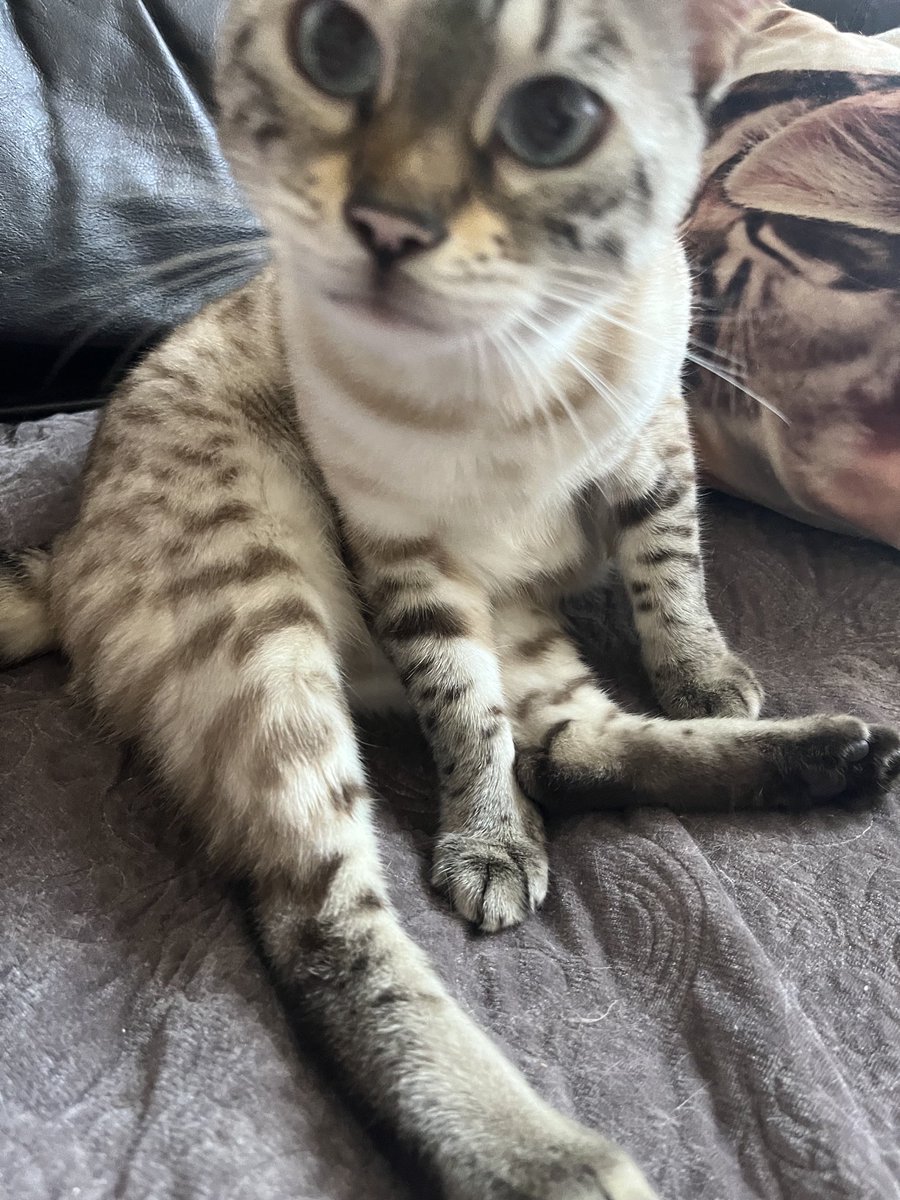 stripeyspotty's tweet photo. Oh good grief mumβ¦what have you done with my ears?!?! #TeamBengal #EarEar https://t.co/2hjNxFnZDV