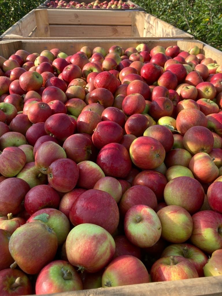#Harvest2023 
British Cox at Turkey Hall Farm

#Apples #British
