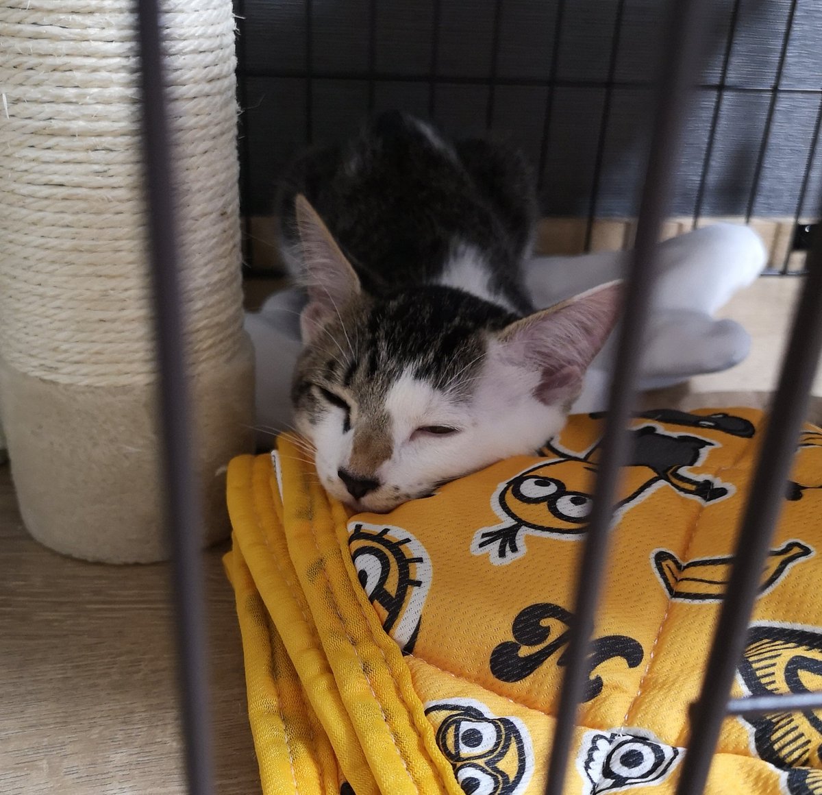 sbr__f's tweet photo. ねこきた(眠そうだったから枕カバーを頭のところに持っていったら秒で枕にした図) https://t.co/6BbImpz0h8