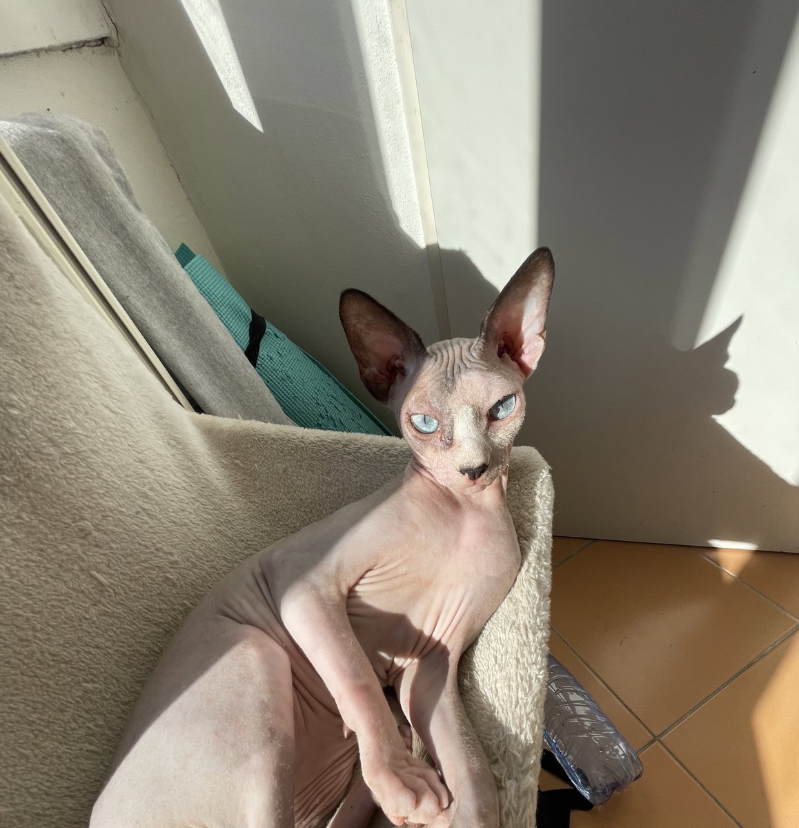 Vojtěch Dostál tweet media