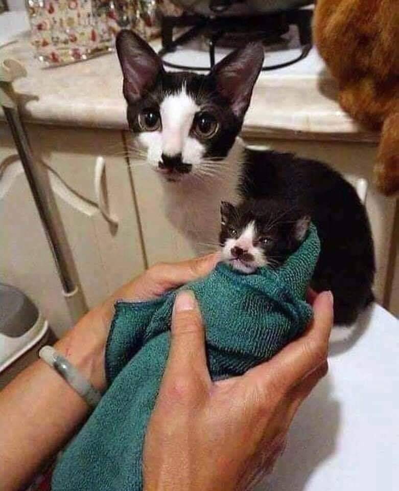 ShouldHaveCat's tweet photo. https://t.co/WZSE5M9aVG