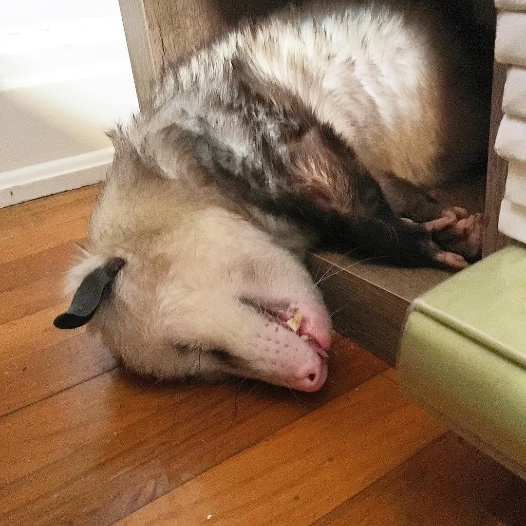 Possumeveryhour.io (@possumeveryhour) on Twitter photo 