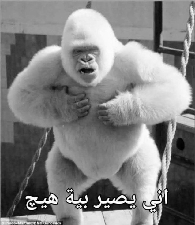 YZerigat's tweet photo. انا من بعد كل هل تعب و ما يصير اشي :

#طب_موته
#تغيير_نظام_السيستمات
#طب_موته1
#تغيير_نظام_السيستمات1 https://t.co/ShguzleQDJ