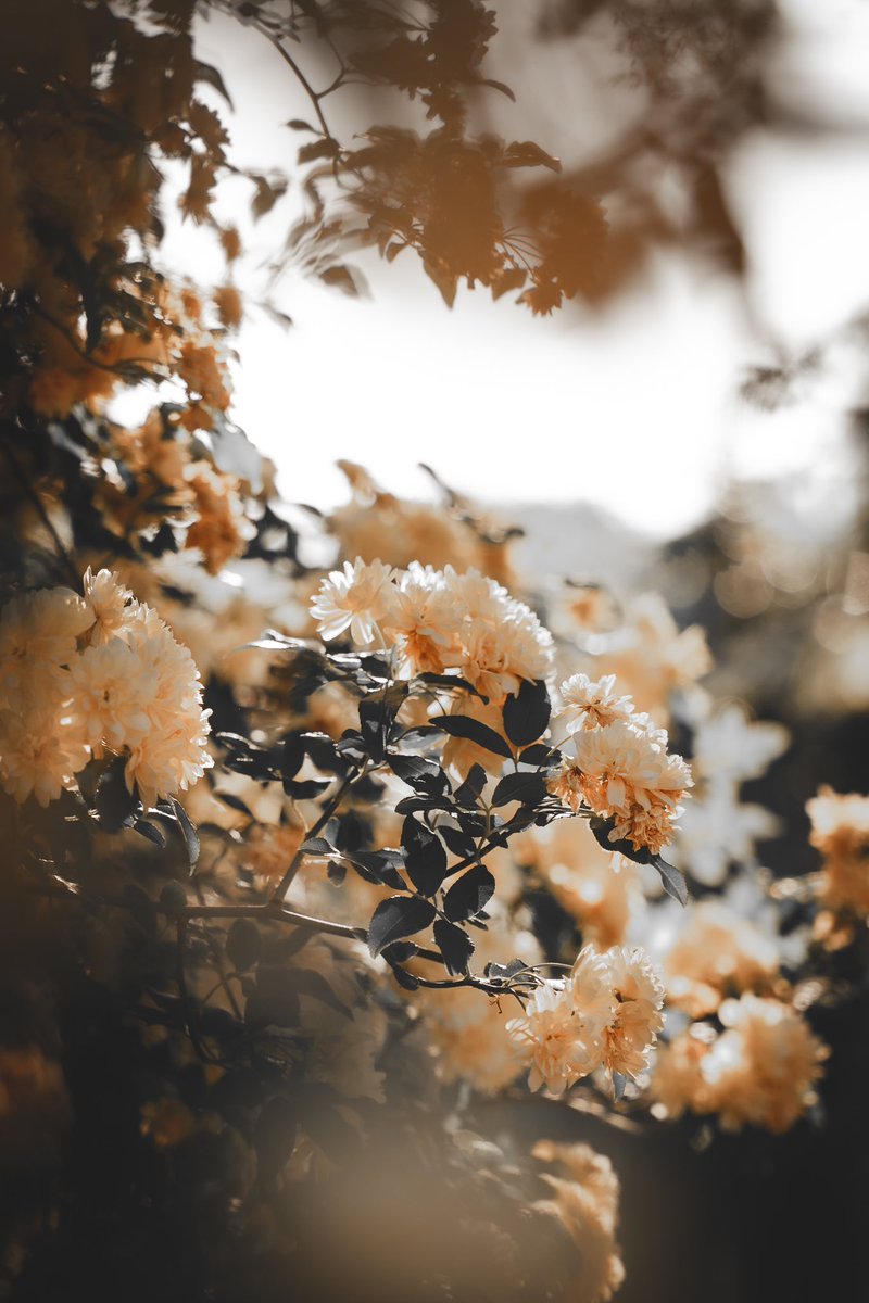 Ryo さん専用ページ r y o (@_pryo_) / Posts / X