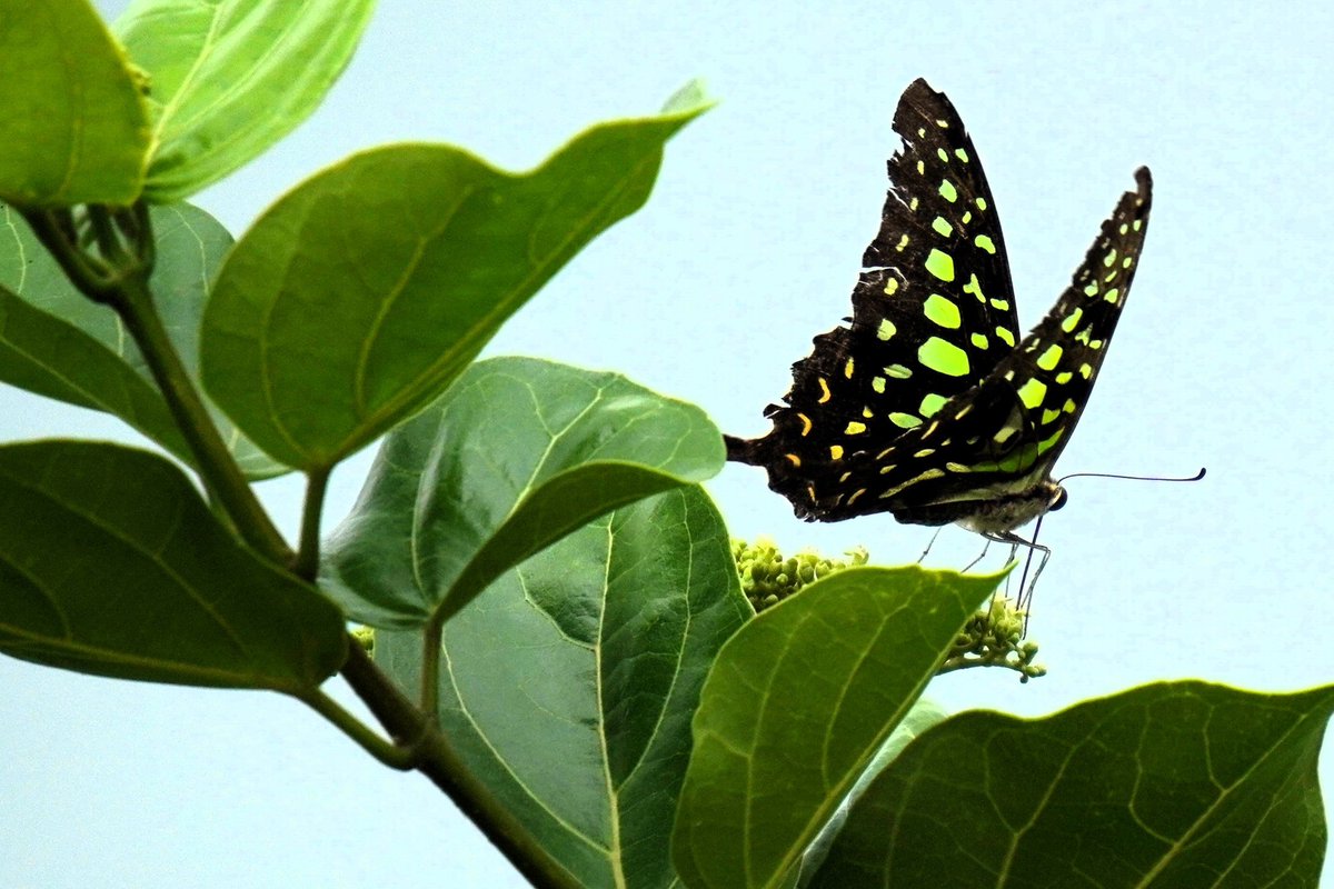 nilsmind's tweet photo. Linnaeus named its family Papilionidae (papilio = Lat. butterfly)

Commonly swallowtails for the prong on hindwing

They’re large in size &amp; hold the world’s largest butterflies

Tailed jay, Graphium agamemnon
Jakkur Kere
Jul'22

#throwback #lifer #butterfliesofindia #nature https://t.co/PklP71Gv5s