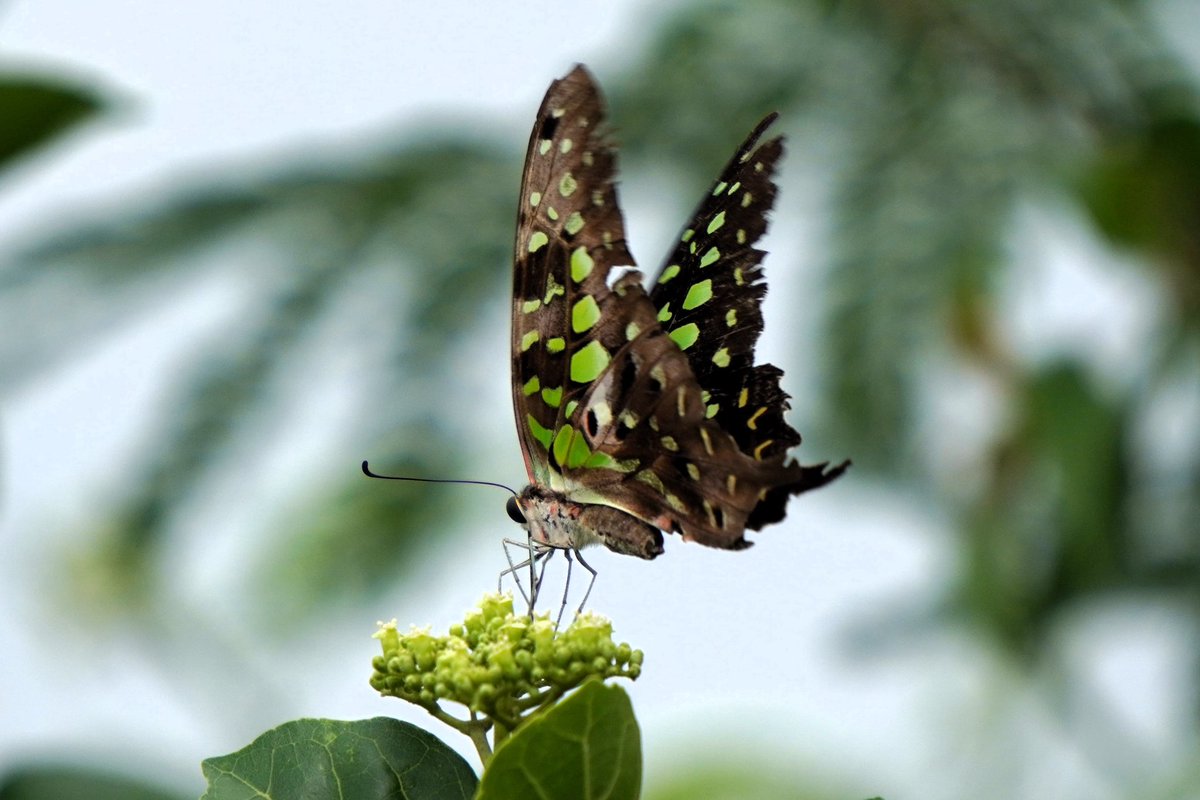 nilsmind's tweet photo. Linnaeus named its family Papilionidae (papilio = Lat. butterfly)

Commonly swallowtails for the prong on hindwing

They’re large in size &amp; hold the world’s largest butterflies

Tailed jay, Graphium agamemnon
Jakkur Kere
Jul'22

#throwback #lifer #butterfliesofindia #nature https://t.co/PklP71Gv5s