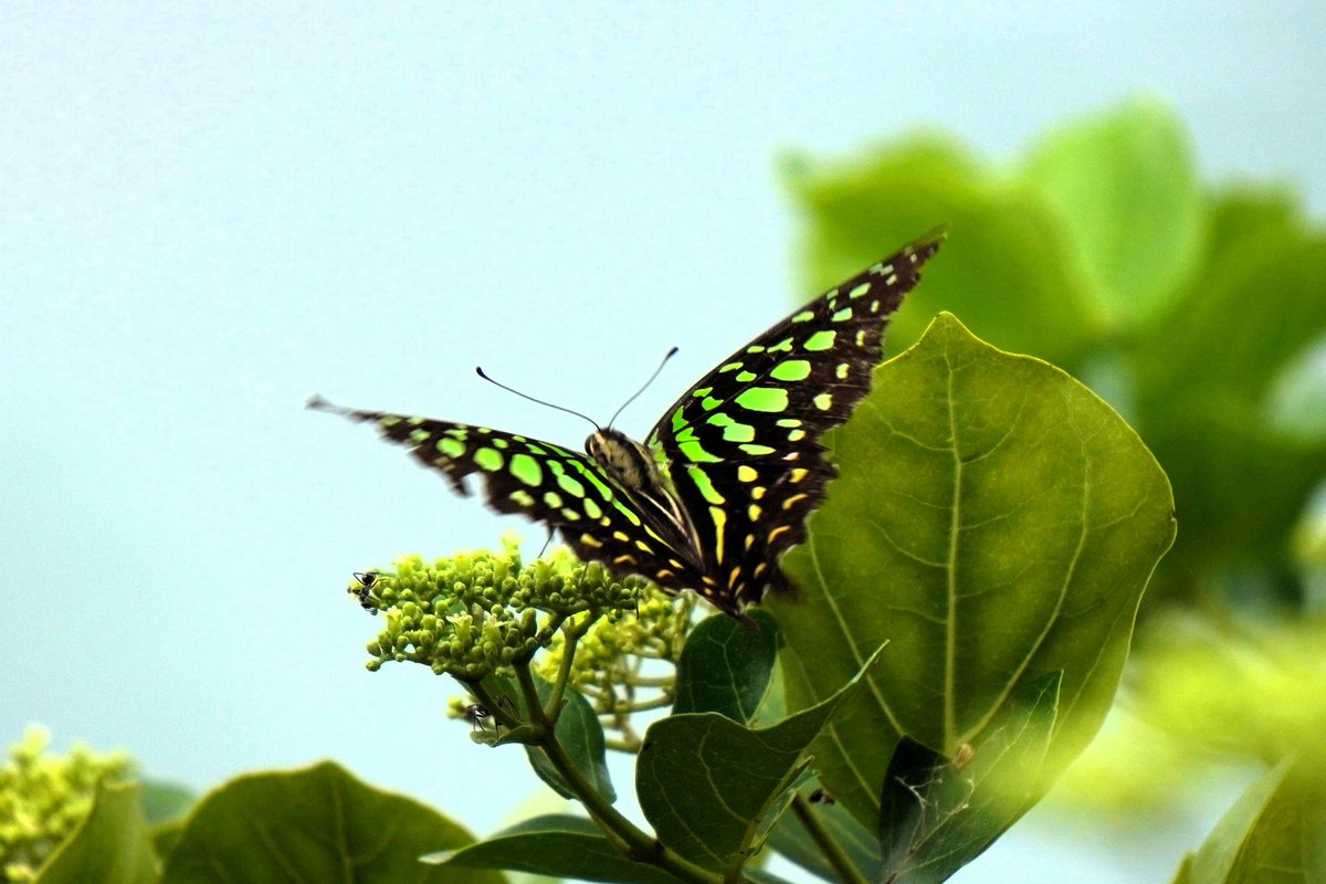 Linnaeus named its family Papilionidae (papilio = Lat. butterfly)

Commonly swallowtails for the prong on hindwing

They’re large in size &amp; hold the world’s largest butterflies

Tailed jay, Graphium agamemnon
Jakkur Kere
Jul'22

#throwback #lifer #butterfliesofindia #nature