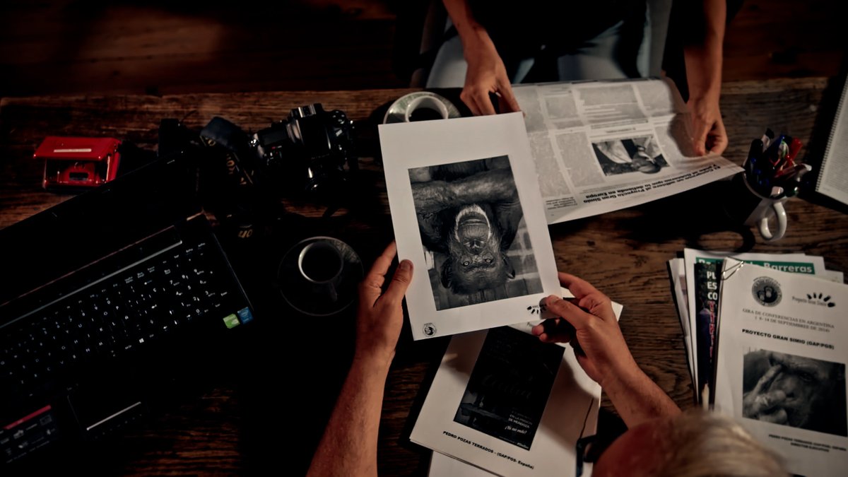 proaproductors's tweet photo. 🐾 El #documental @PersonaNHumana de @DACSAPRODUCCION ya está en @Filmin 📺 

👉Es un largometraje dirigido por @jumanstone y @rafagsanchez sobre la batalla judicial para que se reconozcan los derechos fundamentales de dos simias. https://t.co/KOGHJh5v6i https://t.co/hvo3NWukVq