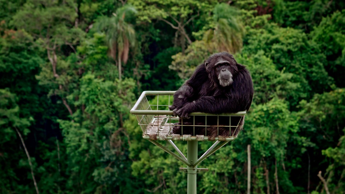 🐾 El #documental <a href="/PersonaNHumana/">Persona |no| Humana</a> de <a href="/DACSAPRODUCCION/">DACSA PRODUCCIONS</a> ya está en <a href="/Filmin/">Filmin</a> 📺 

👉Es un largometraje dirigido por @jumanstone y <a href="/rafagsanchez/">Rafa G. Sanchez</a> sobre la batalla judicial para que se reconozcan los derechos fundamentales de dos simias. filmin.es/pelicula/perso…