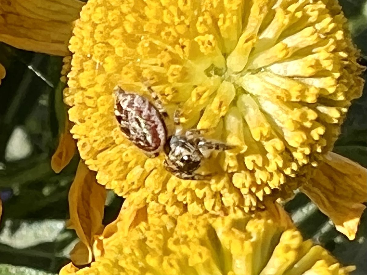 greenroofsuk's tweet photo. High on a roof garden above #CharingX this morning. A salticidae species jumping spider - any thoughts on ID grateful received #spiders https://t.co/3riMHVkjbs