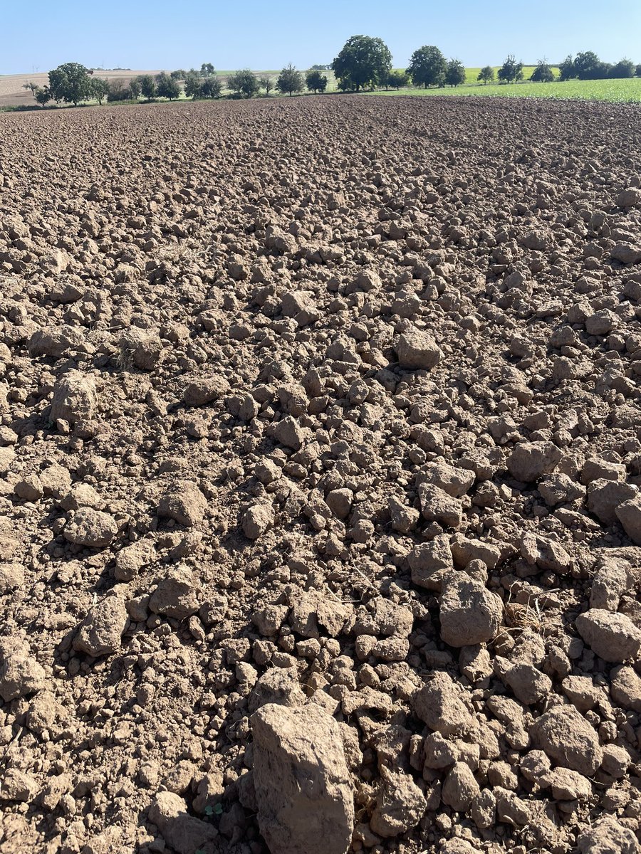 Direktsaat vs Pflugsaat, Artenvielfalt vs Wüstenbildung, Glyphosat vs Pflug, gut gemacht vs gut gemeint. Weshalb verbietet man nicht die Pflüge? Der Boden ist ein L2Löss mit 86 BP. Ich bin gefrustet, dass Ideologie die Politik bestimmen darf.