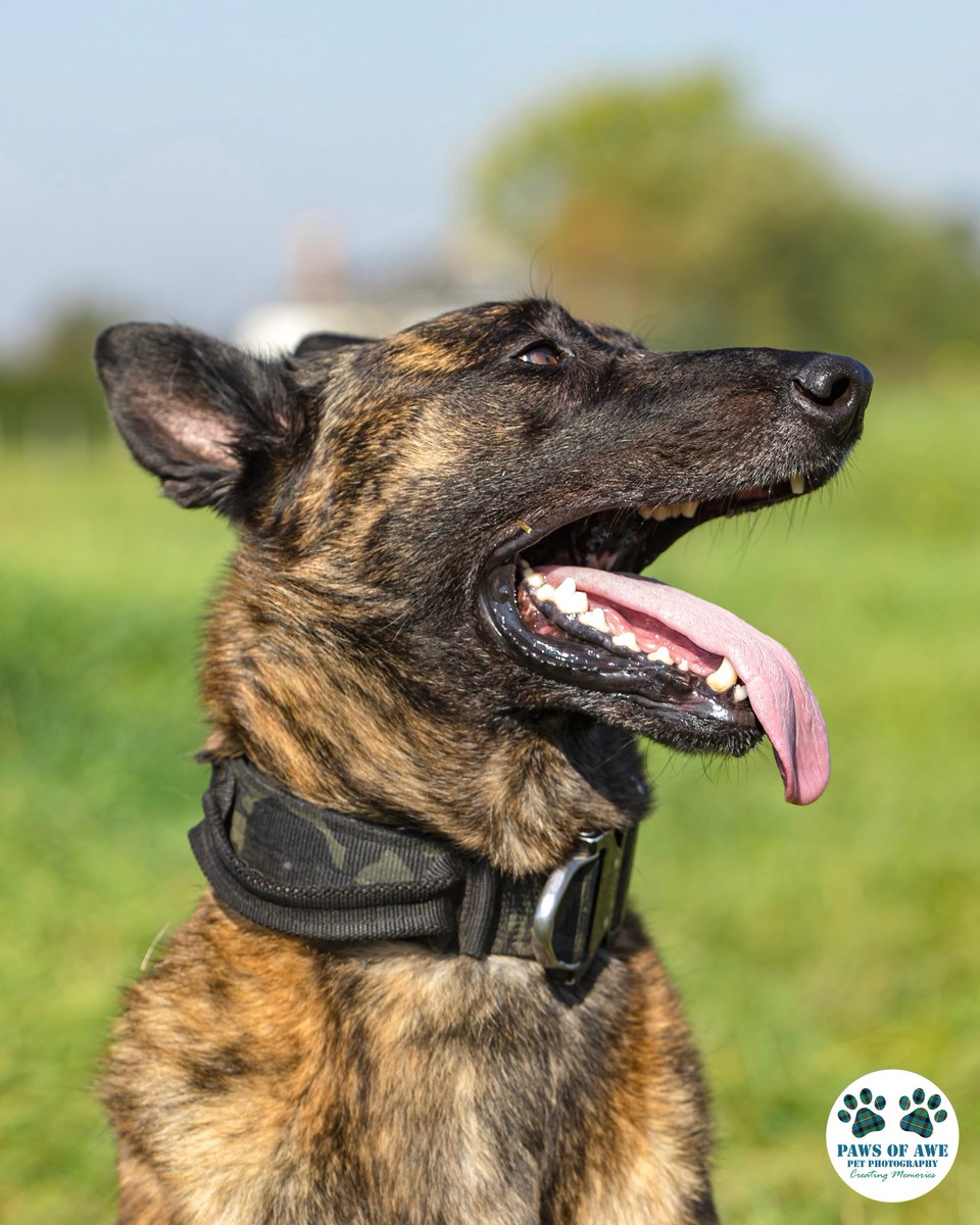 The very handsome, very cuddly #RPDRex. Another member of the @PBaloo gang. As soon as the camera pointed in his direction he took that as his cue to pose. Sometimes putting on his serious face, but mostly his happy smiley one. Such a gorgeous dude inside and out. #pawsofawe