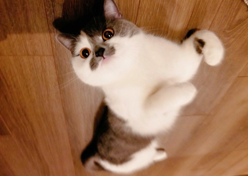 さかもと🐾 tweet media