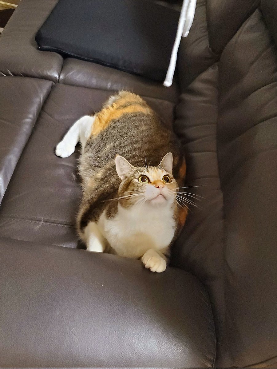 #猫化族3期 #猫化マニア #ニャンバサダー #アンバサダー #猫好きさんと繋がりたい #まとい むむむ、猫化族?面白そうにゃ😻 応募するにゃ😼
