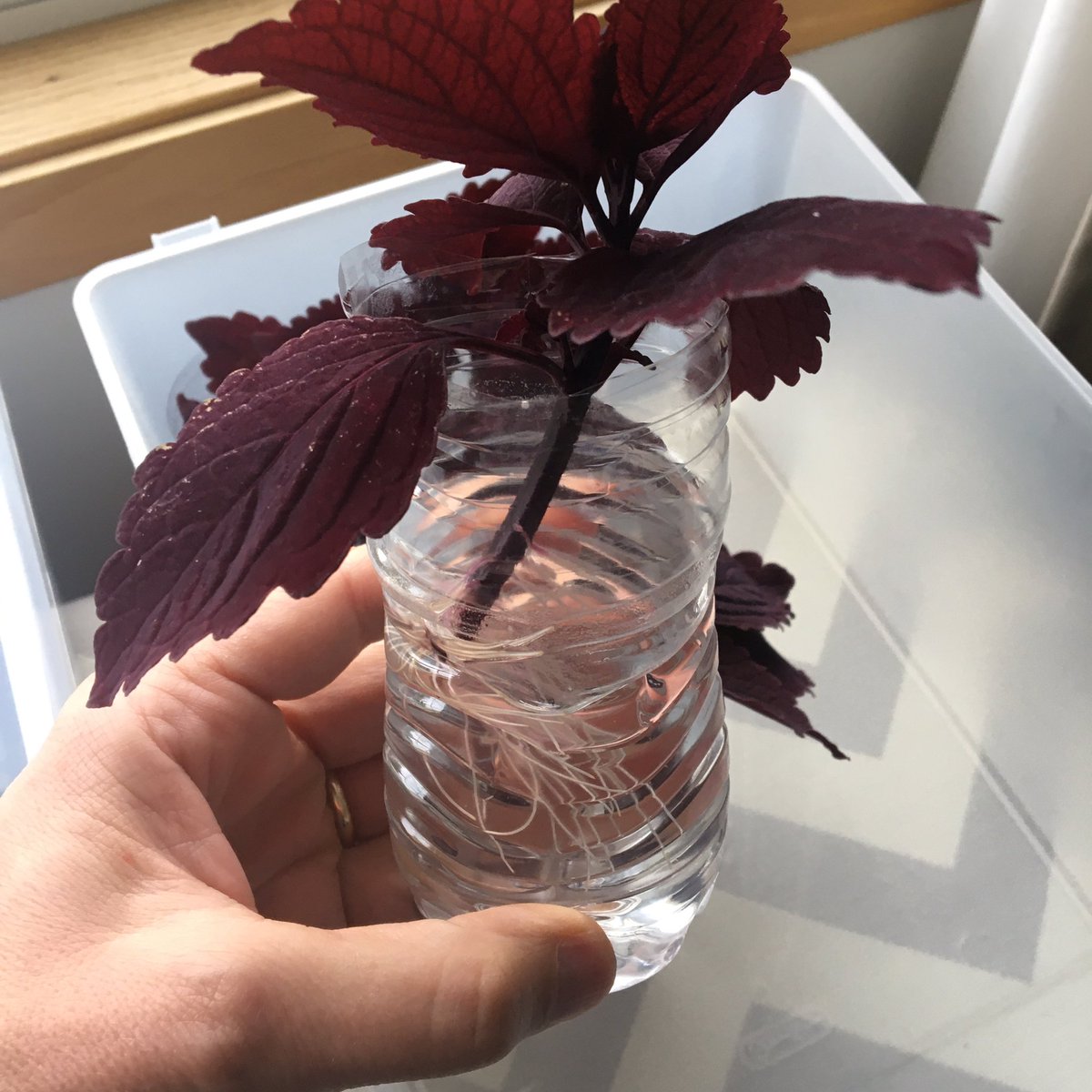 dailySTEM Chris Woods tweet media