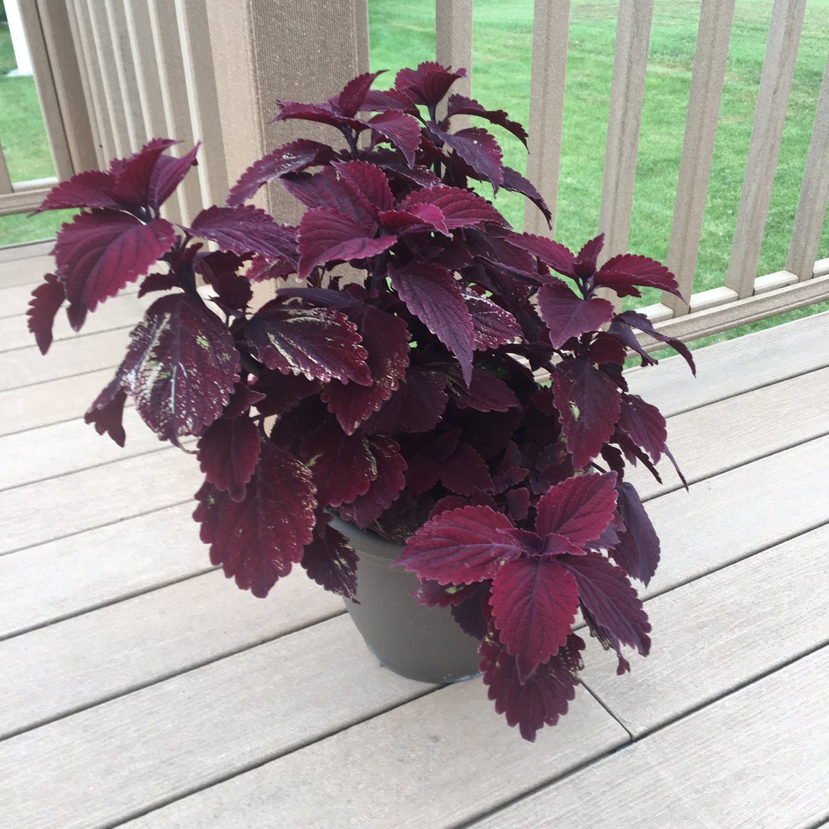 dailySTEM Chris Woods tweet media