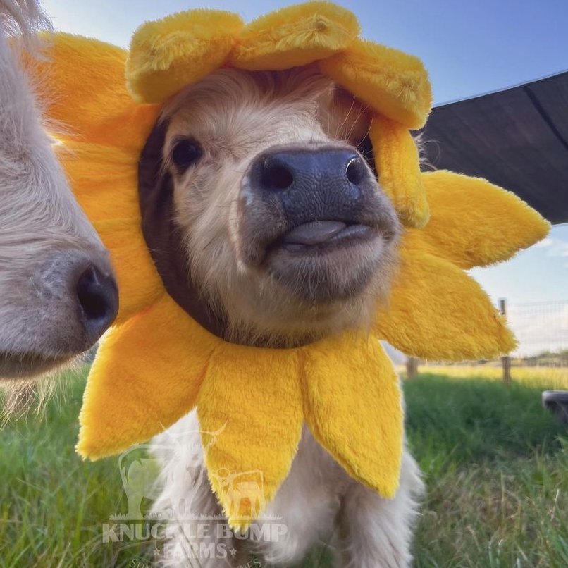 CowoftheDay1's tweet photo. 📅 18th September 2023
🐮  Eloise
🏷️  Instagram/knucklebumpfarms
💕 #animaloftheday https://t.co/gz3mgrE1bH