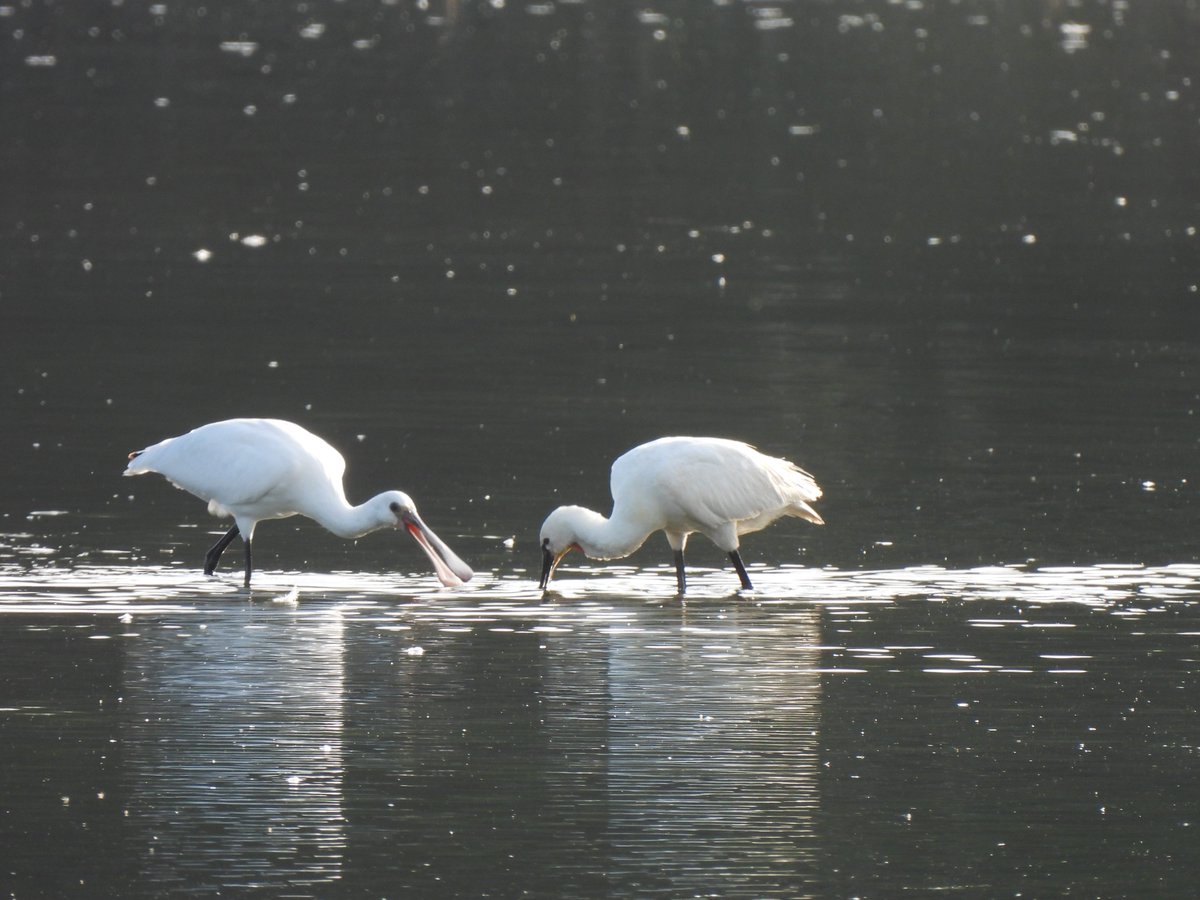 dwaalspoor's tweet photo. @vogelnieuws https://t.co/zECXQrfnAq
