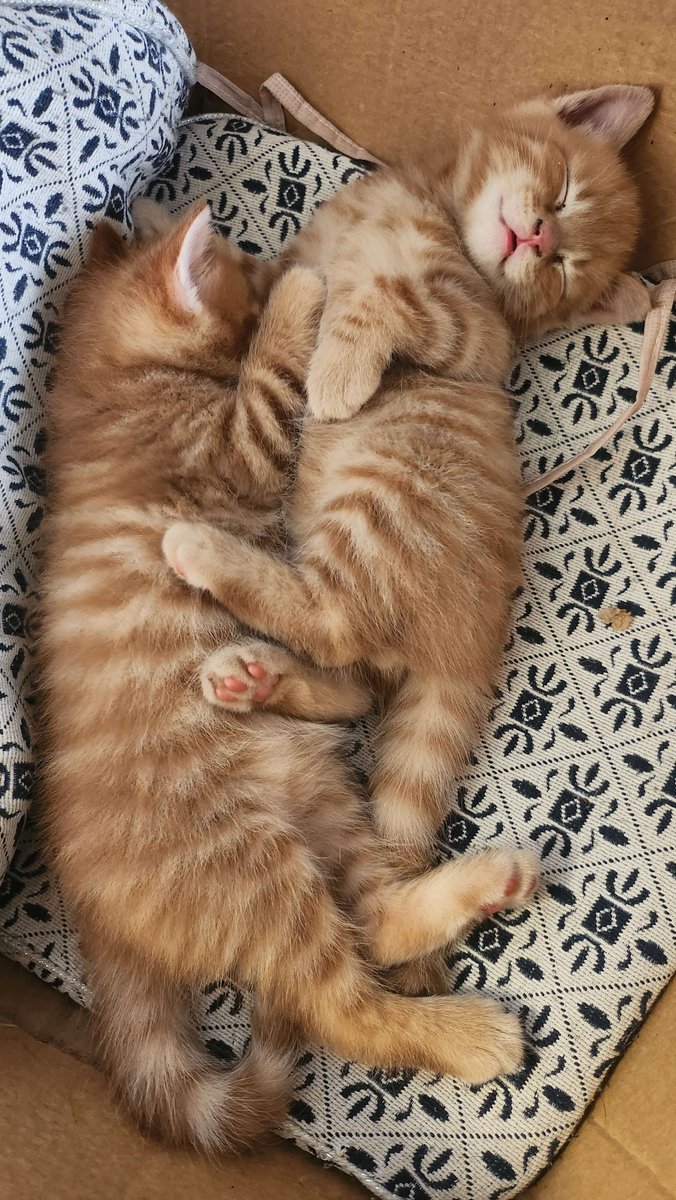 Jasmin Pärkkä tweet media