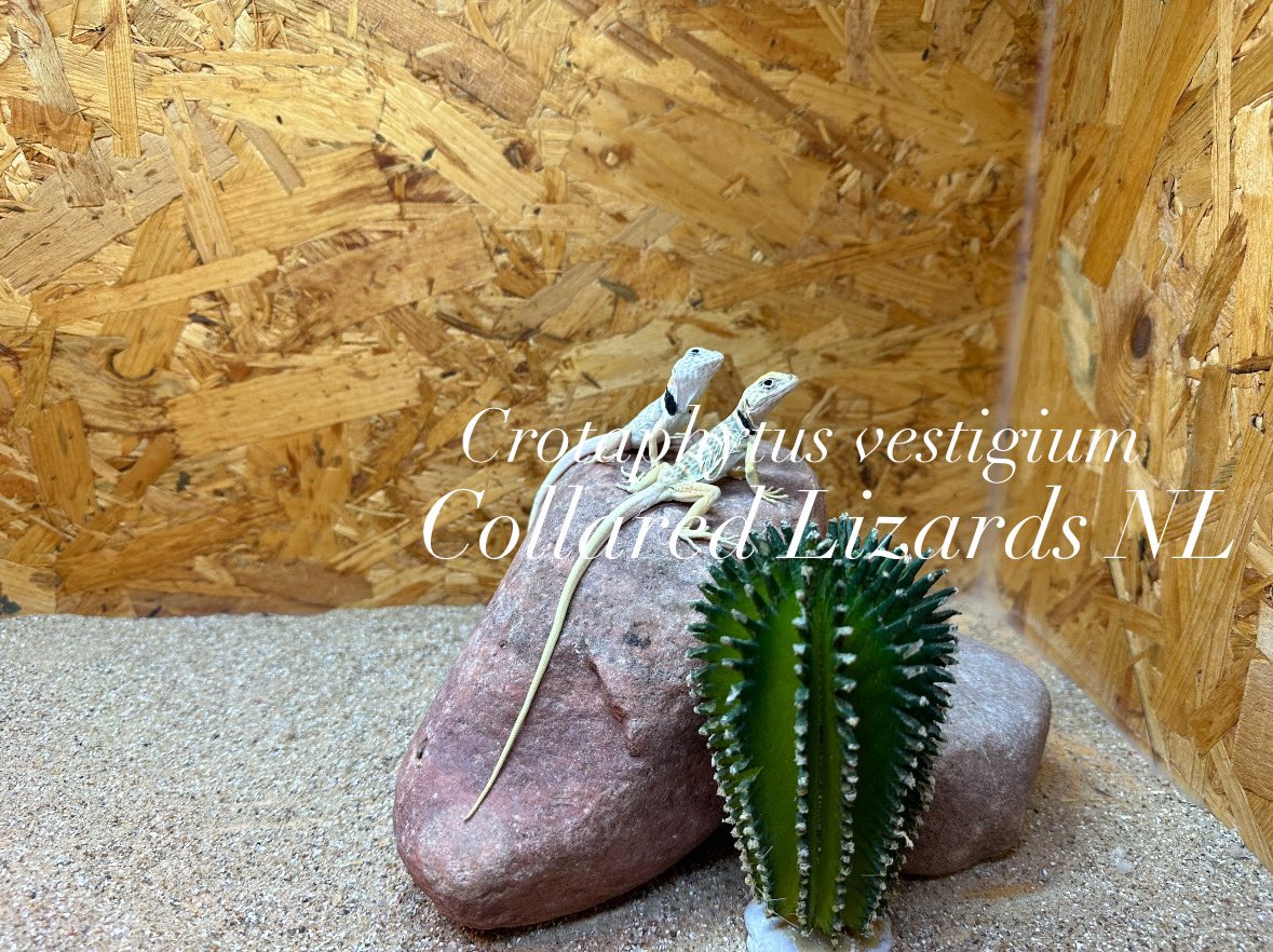 Crotaphytus_BVR's tweet photo. #CollaredLizardsNL #crotaphytus #crotaphytusvestigium #halsbandleguaan #bajacollaredlizard 
#クロタフィツス
#babylizards https://t.co/EW6TbNKw5x