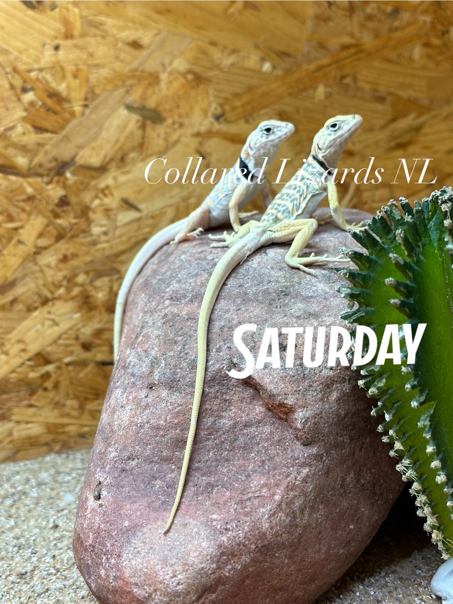 Crotaphytus_BVR's tweet photo. #CollaredLizardsNL #crotaphytus #crotaphytusvestigium #halsbandleguaan #bajacollaredlizard 
#クロタフィツス
#babylizards https://t.co/EW6TbNKw5x