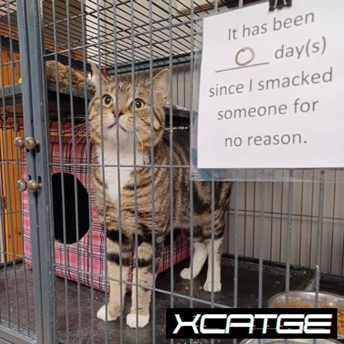 peanutpao's tweet photo. it’s #caturday
you mean what that means
time to adopt very nice kitten @sprotocats
pspspspssppswpawpaw
$xcatge @xcatge #xcatge #katfood https://t.co/2LquuvqHVR