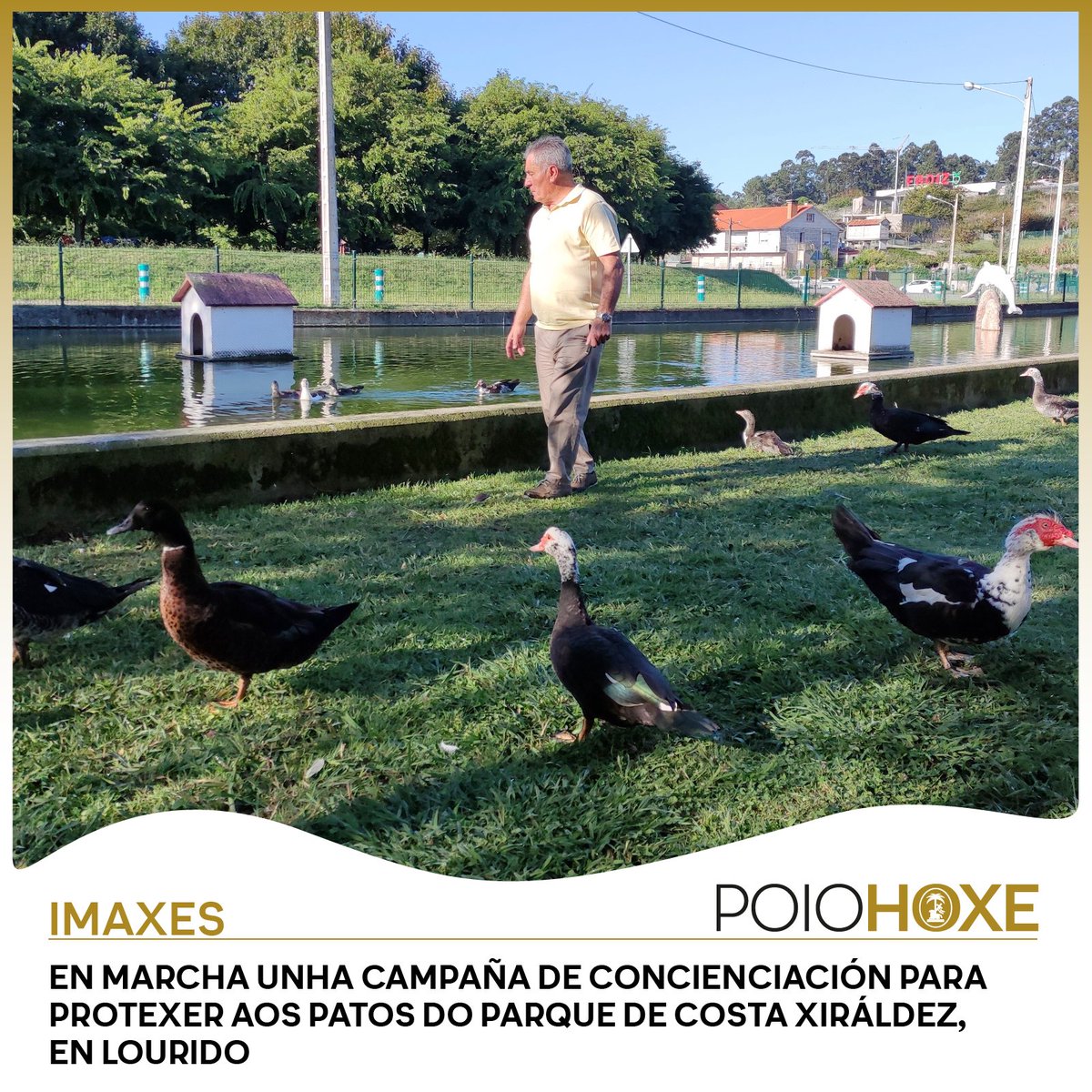Os #patos non son un xoguete; a concellería de #MedioAmbiente, que dirixe Manuel Domínguez, sinalan que estes animais xa son unha parte importante deste enclave, unha área moi frecuentada polos veciños de #Poio.