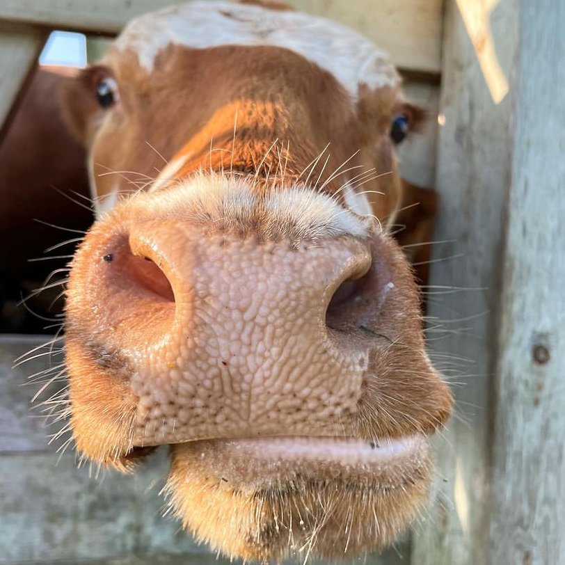 📅 21st September 2023
🐮 Milkshake
🏷️ Instagram/farmhousegardenanimalhome
💕 #animaloftheday