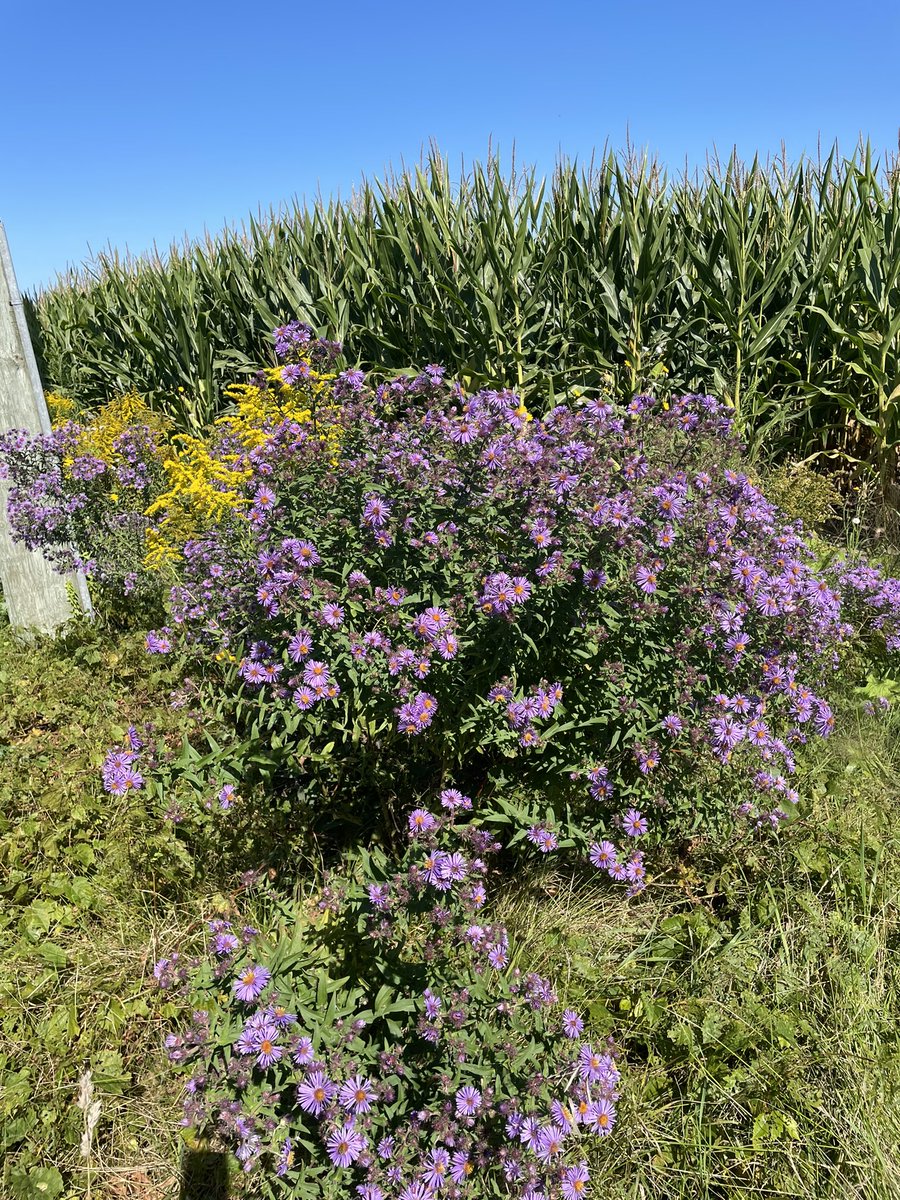 New England Asters and Goldenrod are in full bloom. DKC101-35 in the background planted May 9 is at 1/3 milk line. We need until Thanksgiving to reach maturity.