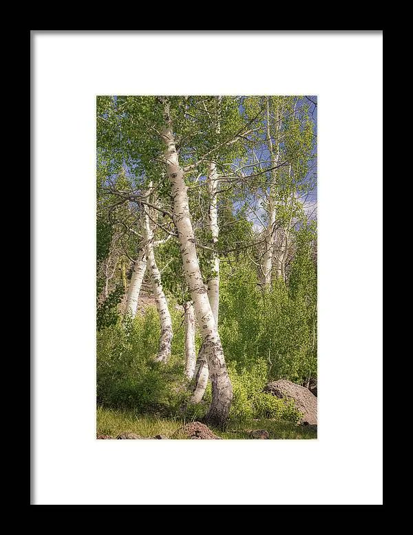 Witness the mesmerizing sight of aspen trunks appearing to dance in the wind. 🌬️🌳✨ Experience the enchantment of nature's rhythm and grace. #AspenTrunks #NatureDance Prints and merch: buff.ly/3LkTaCU #twitternaturecommunity #naturelovers #quakingaspens