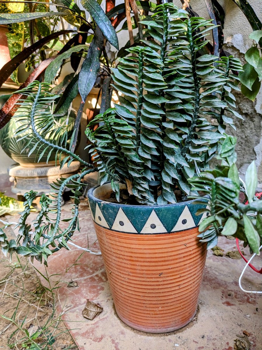 tusharmangl's tweet image. Meet the charming Devils Backbone - Pedilanthus Tithymaloides Nanus 🌵✨! This succulent packs a punch of beauty and resilience. 🌱💚 #SucculentLove #TinyTreasure #DevilsBackbone #IndoorGarden #PlantParenting #SucculentObsession #MiniatureBeauty #GreenThumb #House