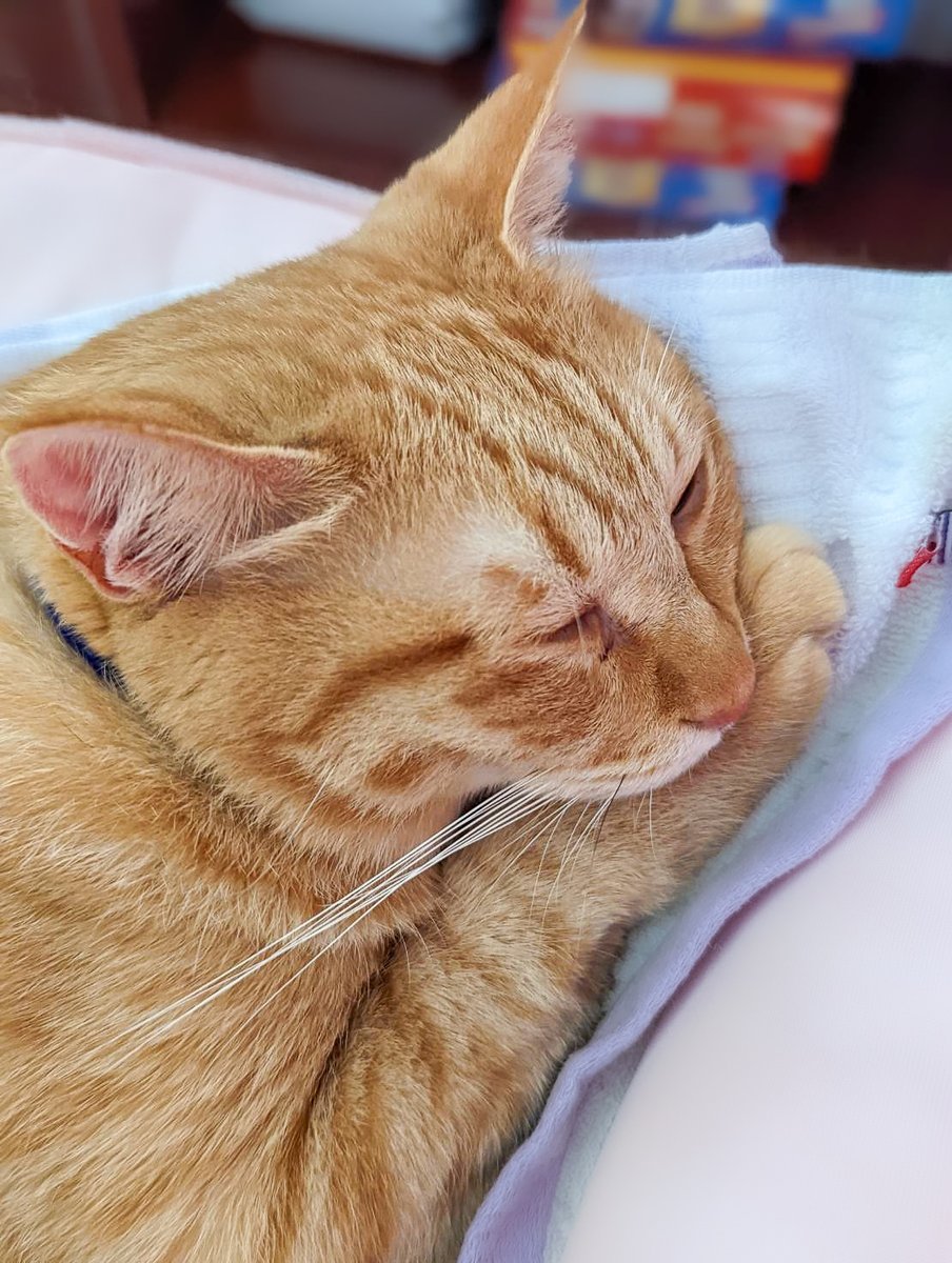 purinlala's tweet photo. なんかゆううつ #猫 https://t.co/CypXksI0TO