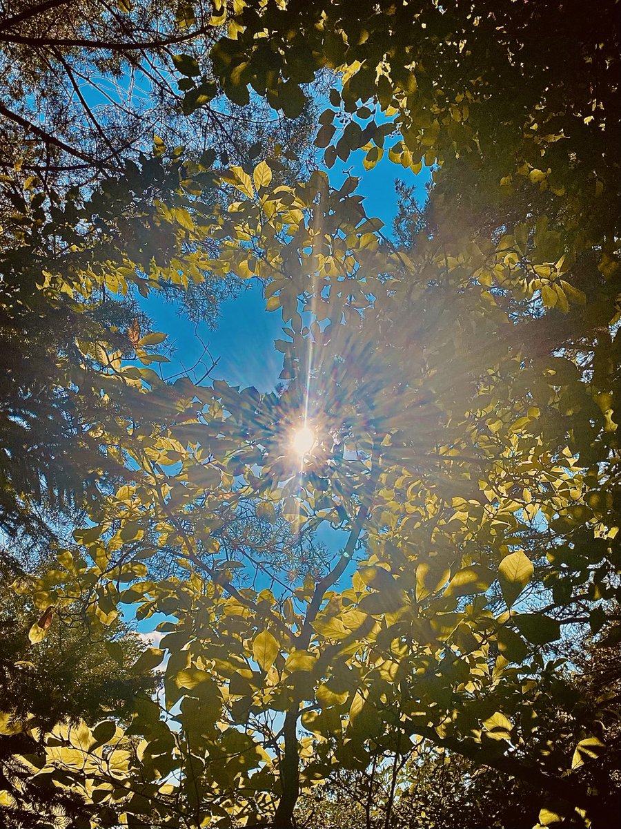 HanneloreKogler's tweet image. Afternoon☀️  #garden #austria #microclimate #saturday