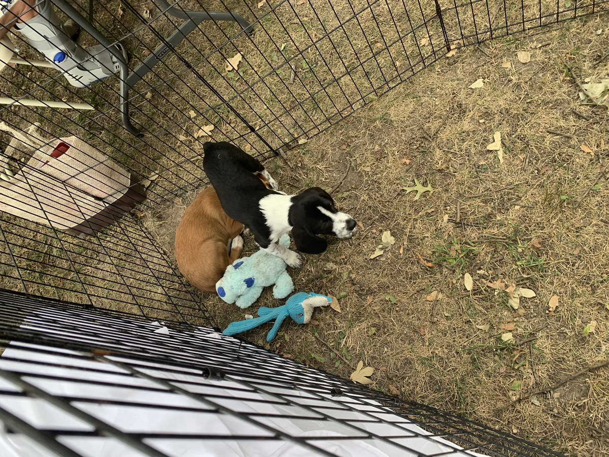 OpenDoorAnimals's tweet image. Greentree has begun, come see us today and tomorrow!#KirkwoodPark #Greentree