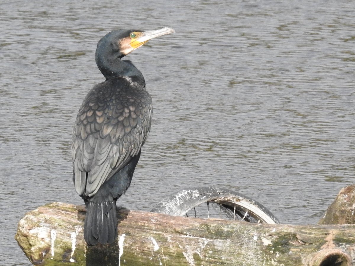 realteaplease's tweet image. At the River Gardens in #DerbyCity today. A lovely unusual visitor for us, a Cormorant 💚