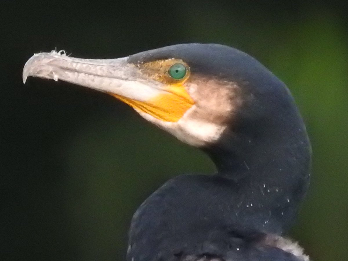 realteaplease's tweet image. At the River Gardens in #DerbyCity today. A lovely unusual visitor for us, a Cormorant 💚