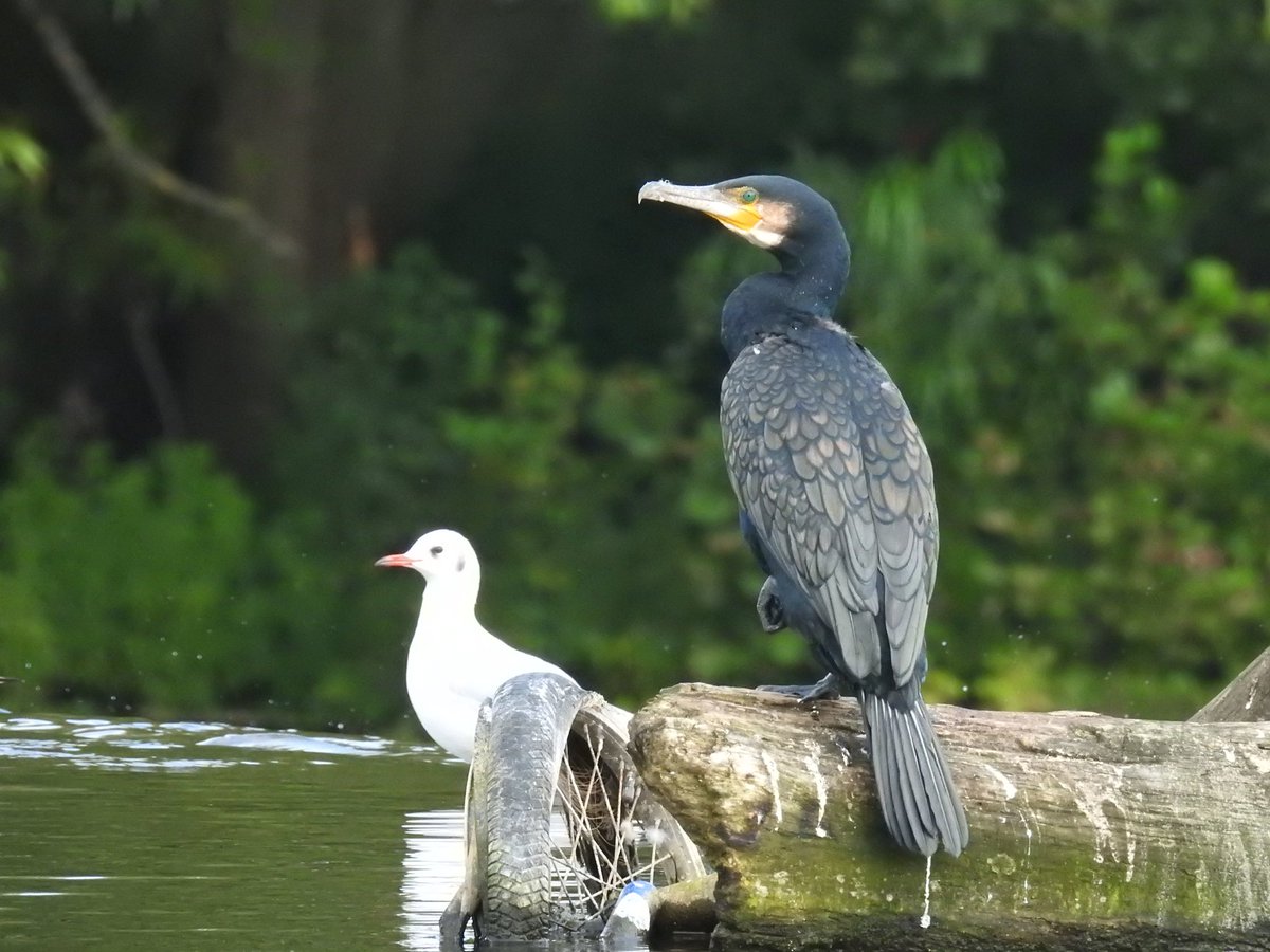 realteaplease's tweet image. At the River Gardens in #DerbyCity today. A lovely unusual visitor for us, a Cormorant 💚